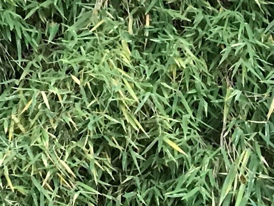 Fargesia nitida — related species from the same genus