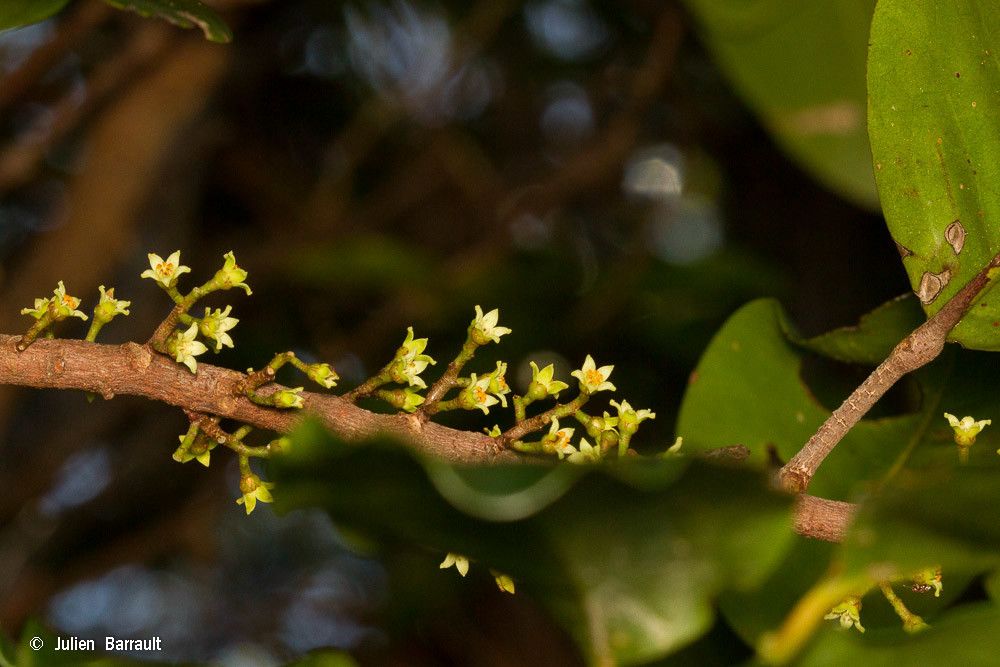 Geijera cauliflora habit