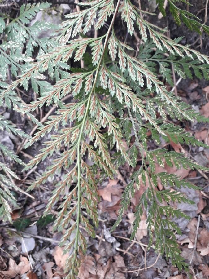 Asplenium adiantum-nigrum fruit