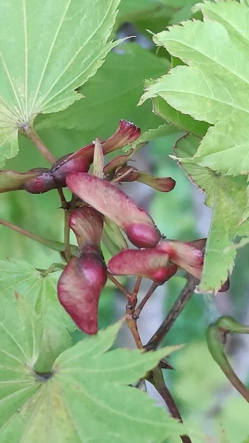 Acer shirasawanum fruit