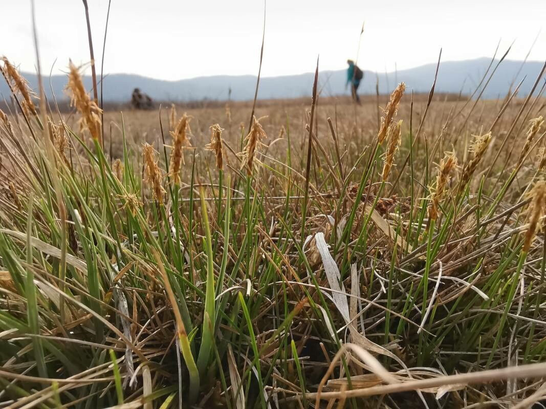 Carex davalliana flower