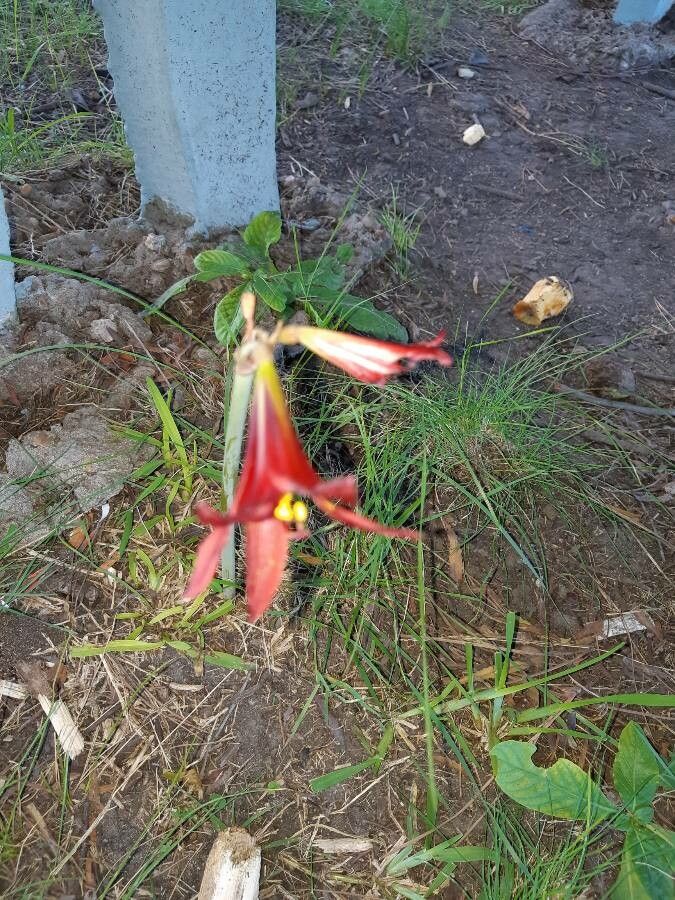 Rhodophiala advena flower