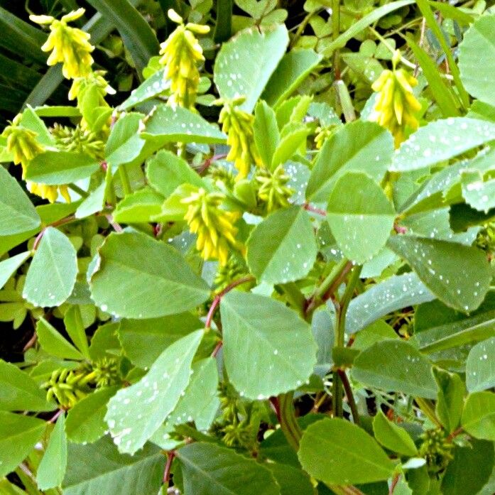 Melilotus italicus flower