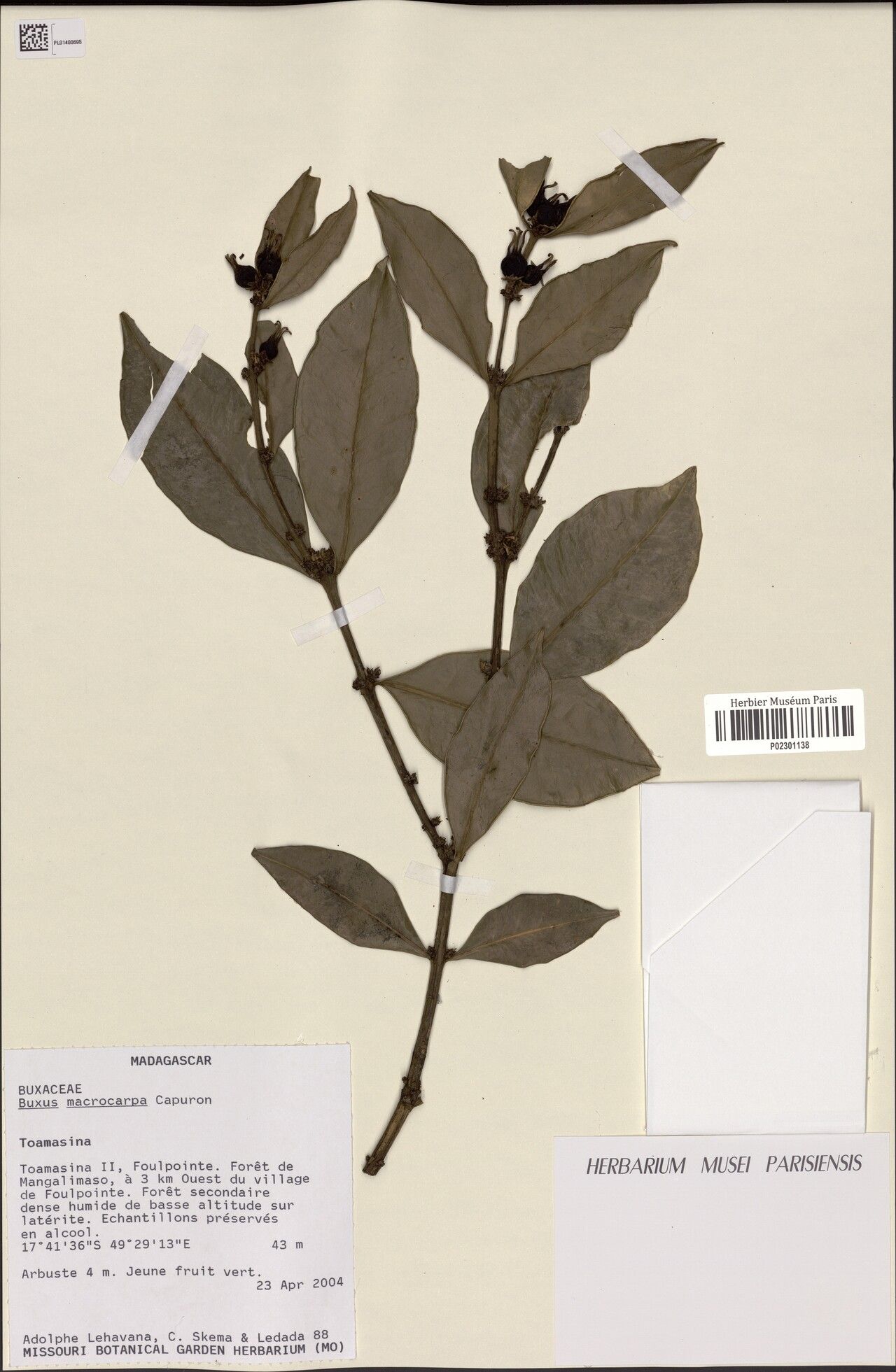 Buxus macrocarpa — houseplant care guide