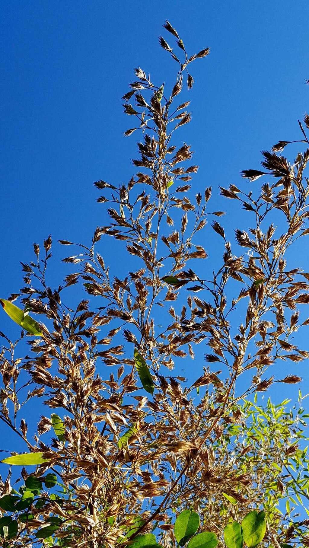 Bambusa multiplex fruit