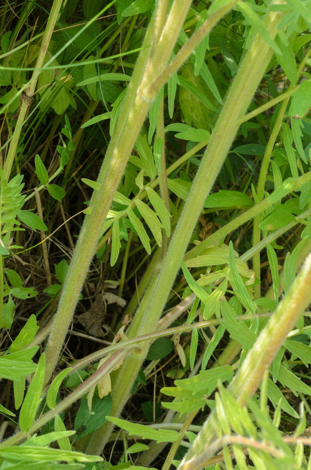 Valeriana stolonifera bark