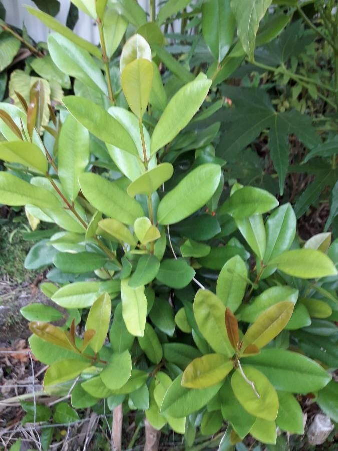 Pimenta racemosa leaf