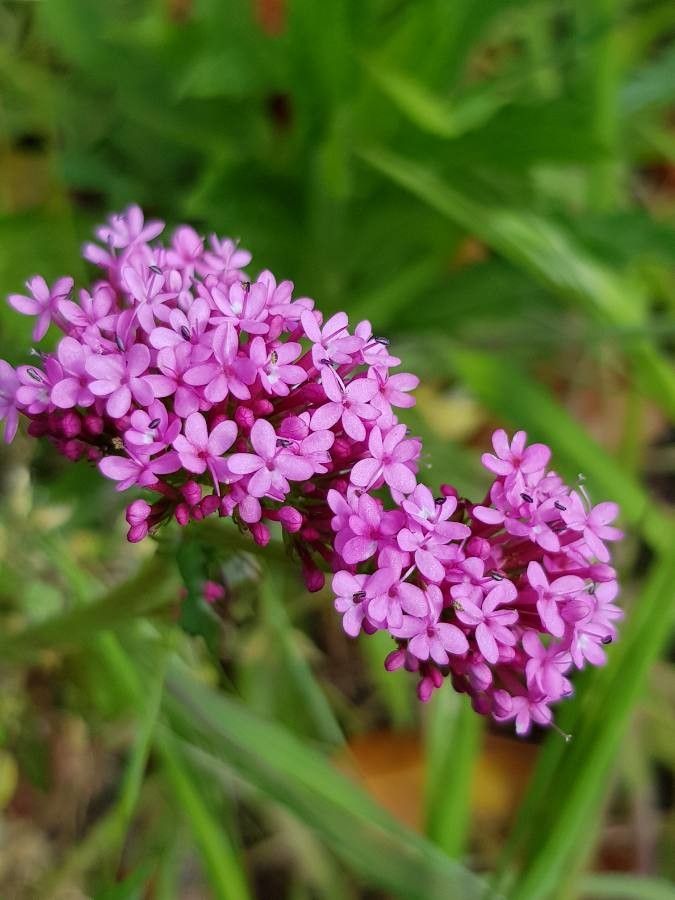 Centranthus macrosiphon flower