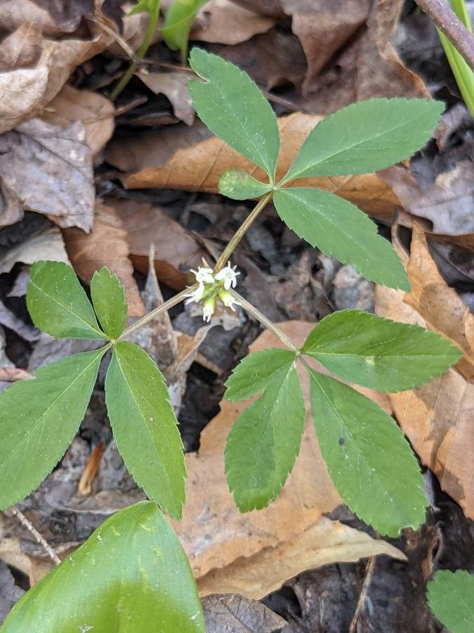 Panax trifolius flower