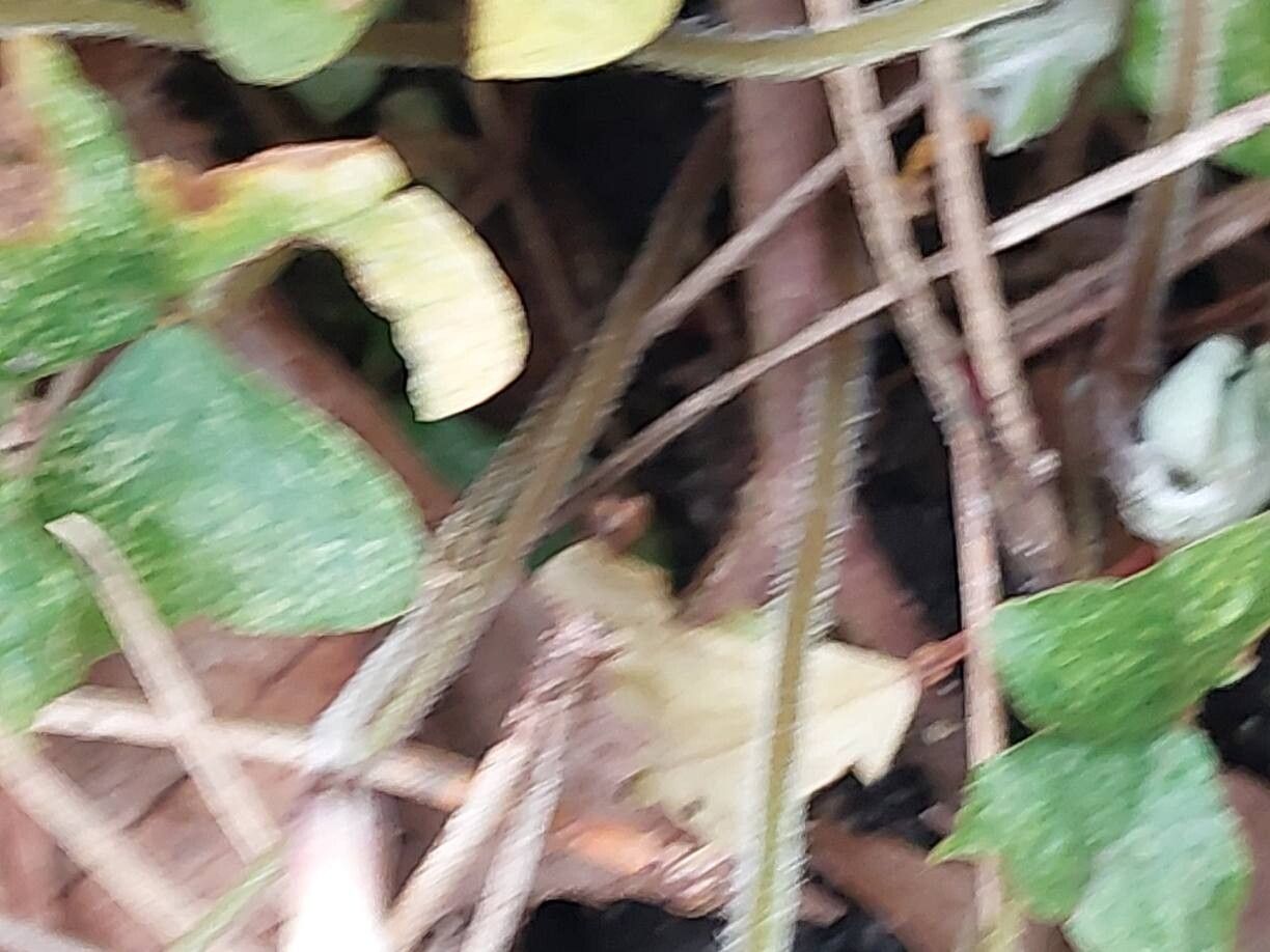 Oxalis griffithii bark