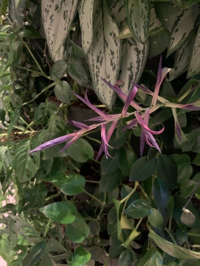 Tillandsia leiboldiana flower