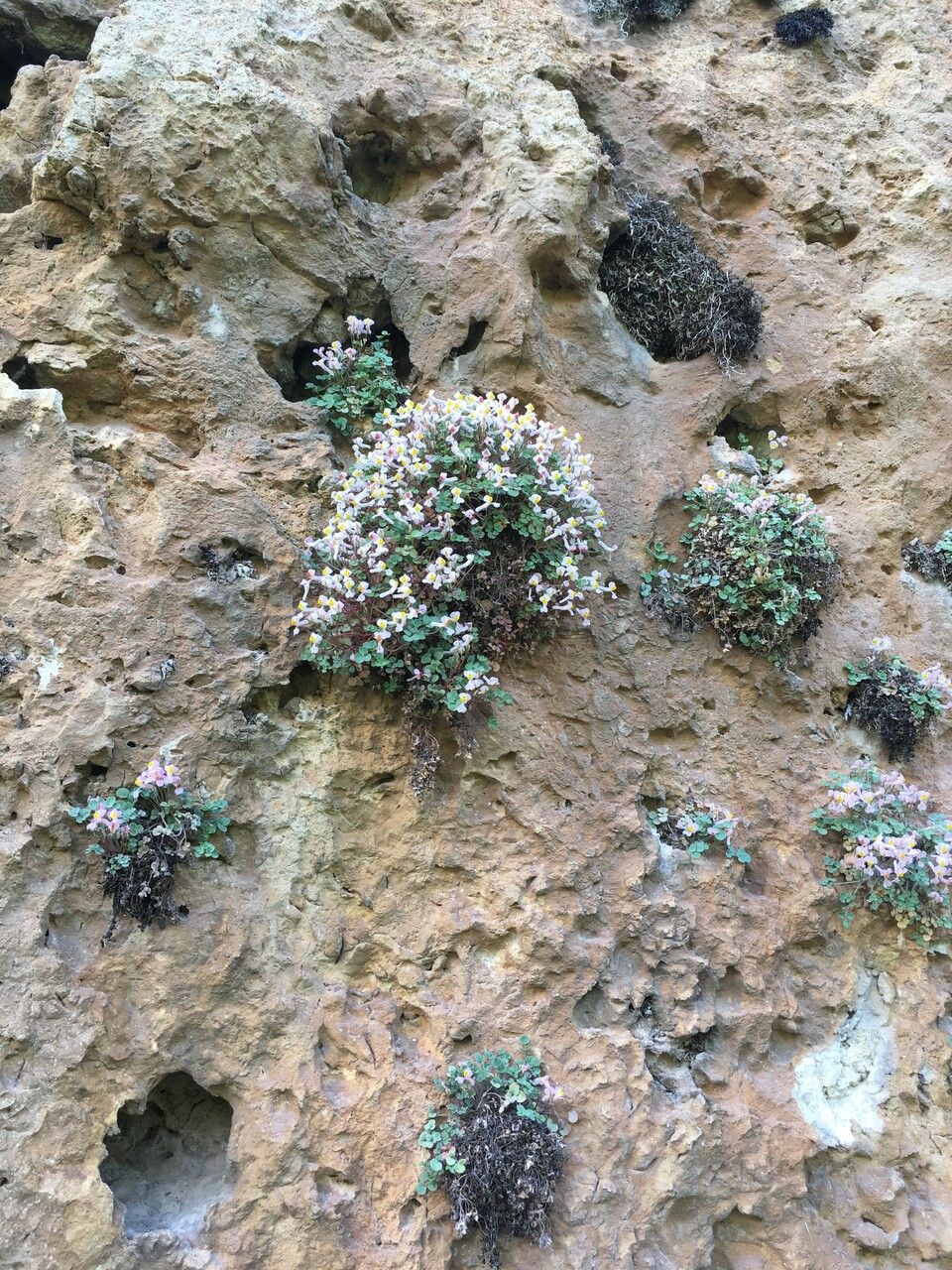 Sarcocapnos enneaphylla flower