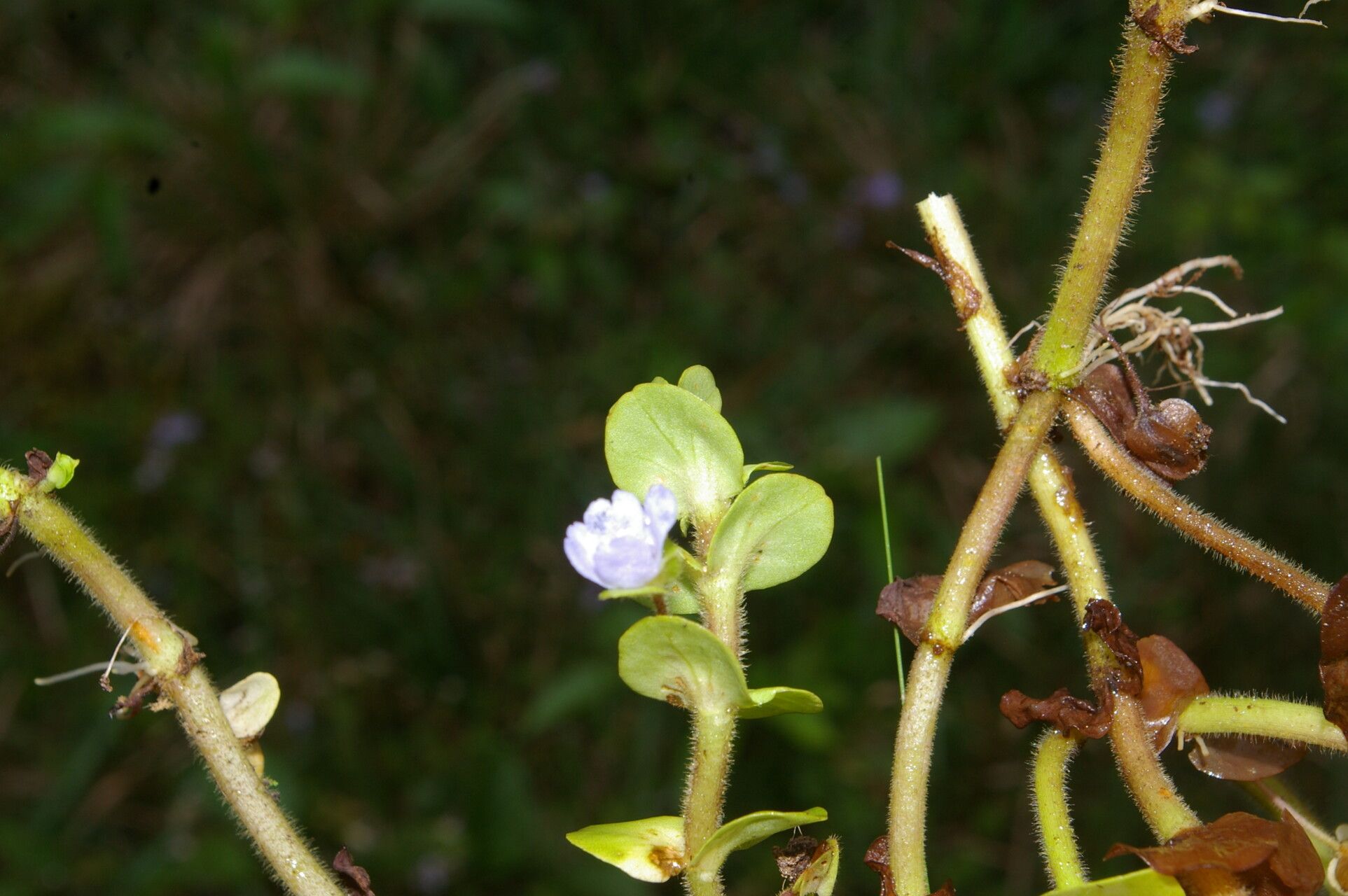 Bacopa salzmannii flower