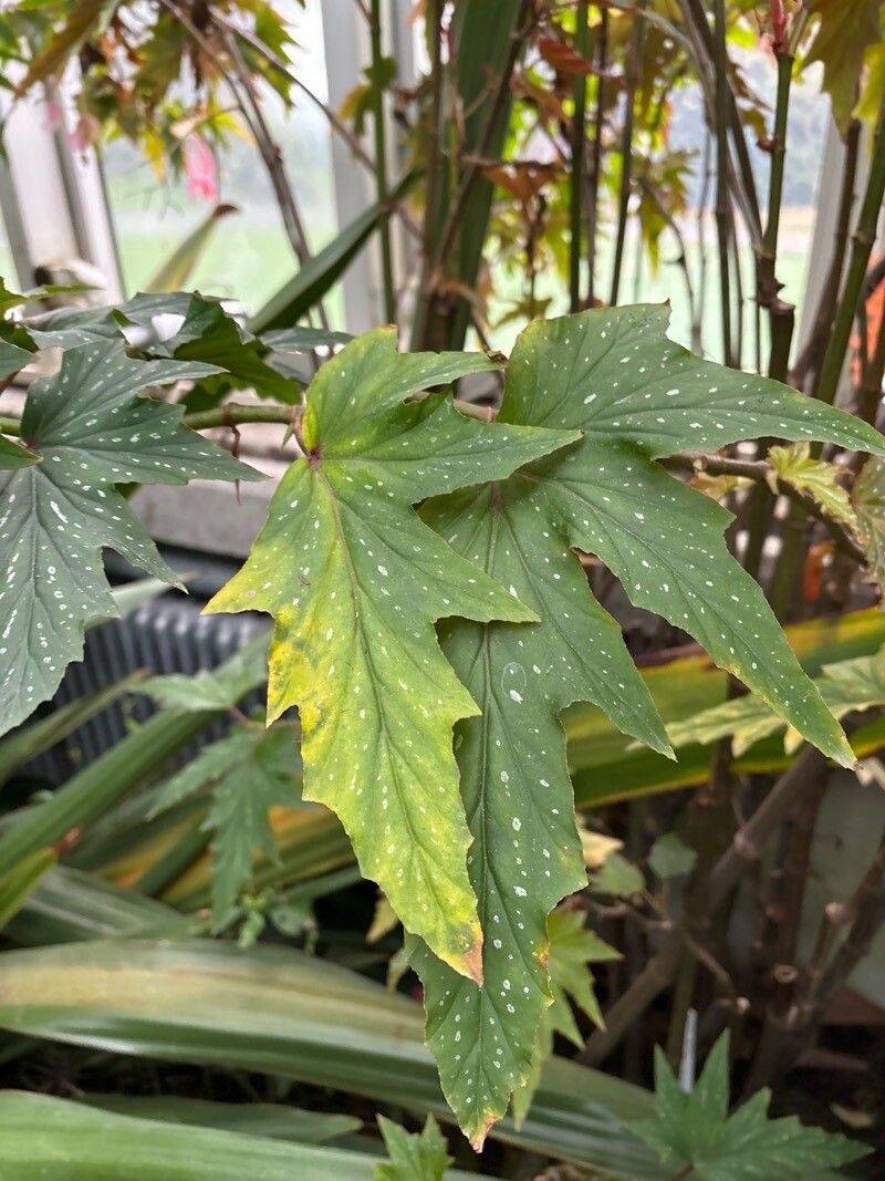 Begonia quercifolia — houseplant care guide