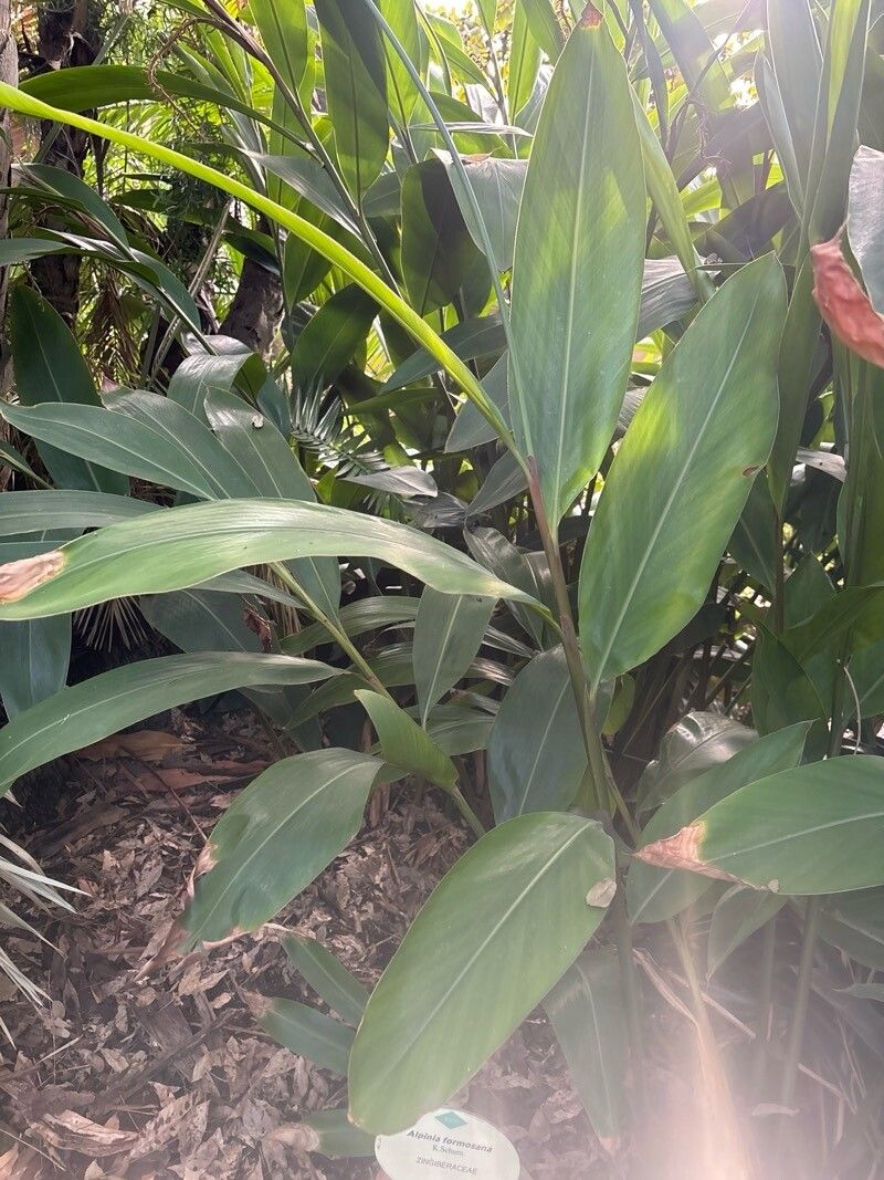 Alpinia formosana
