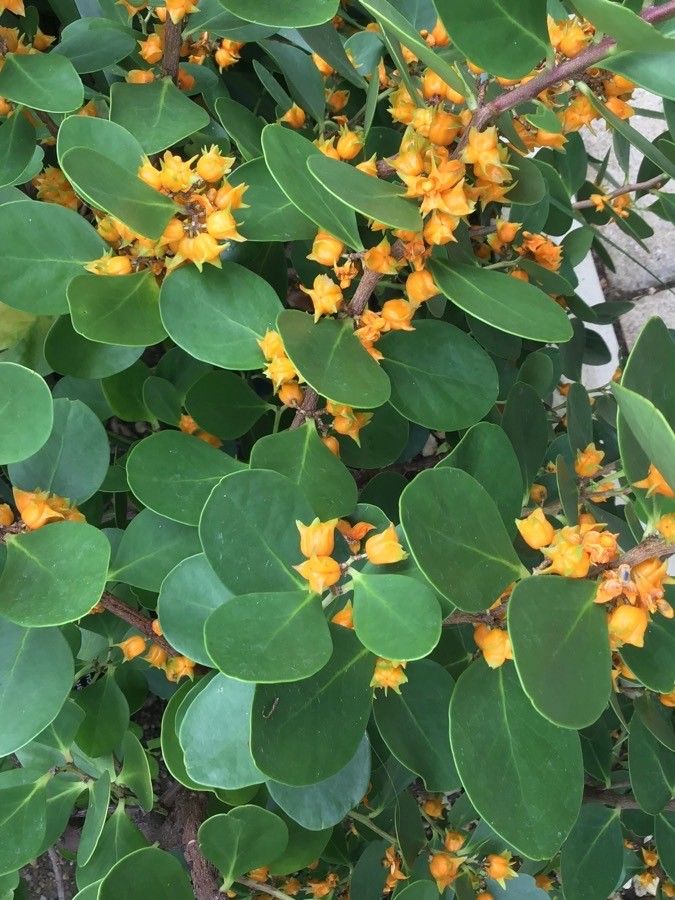 Pterocelastrus tricuspidatus habit