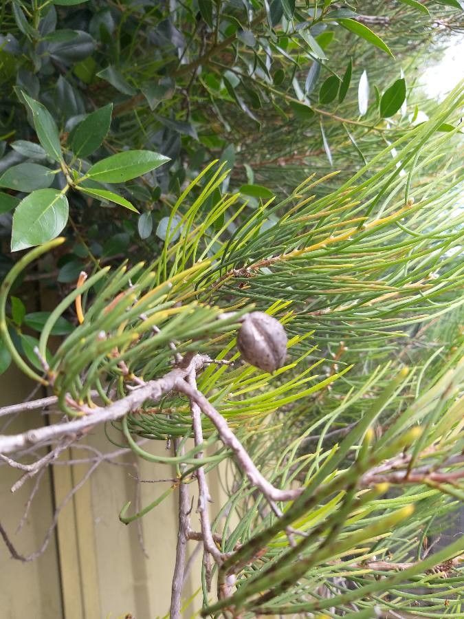Hakea drupacea fruit