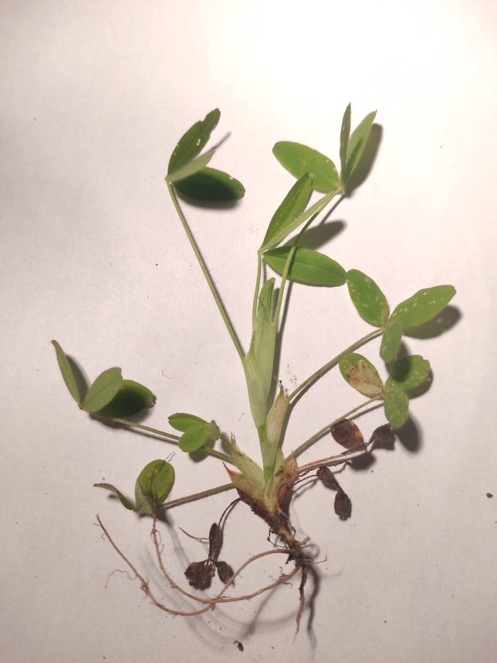Trifolium diffusum — search result for 'Trifolium'