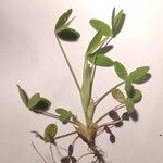 Trifolium diffusum