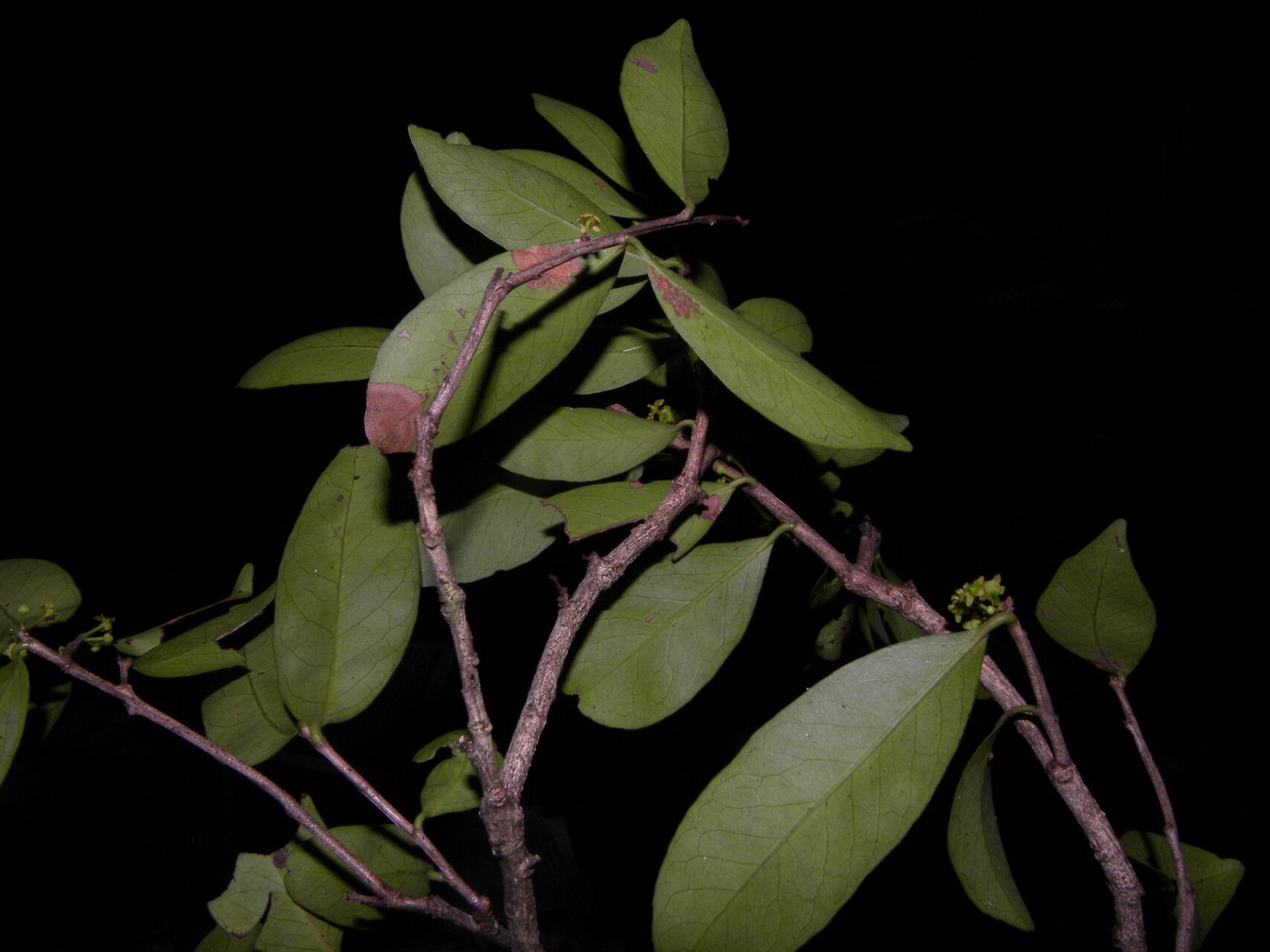 Maytenus segoviarum habit