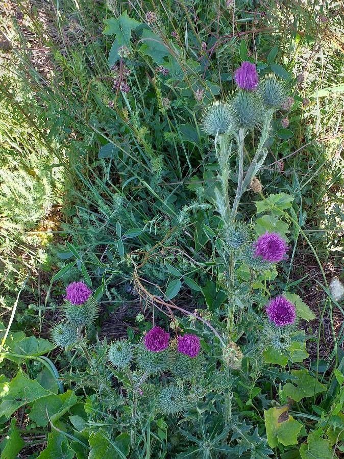 Carduus nutans flower