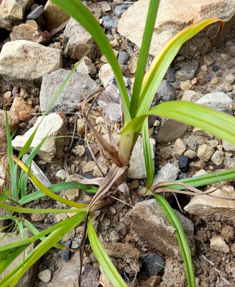 Cyperus pallidicolor — houseplant care guide