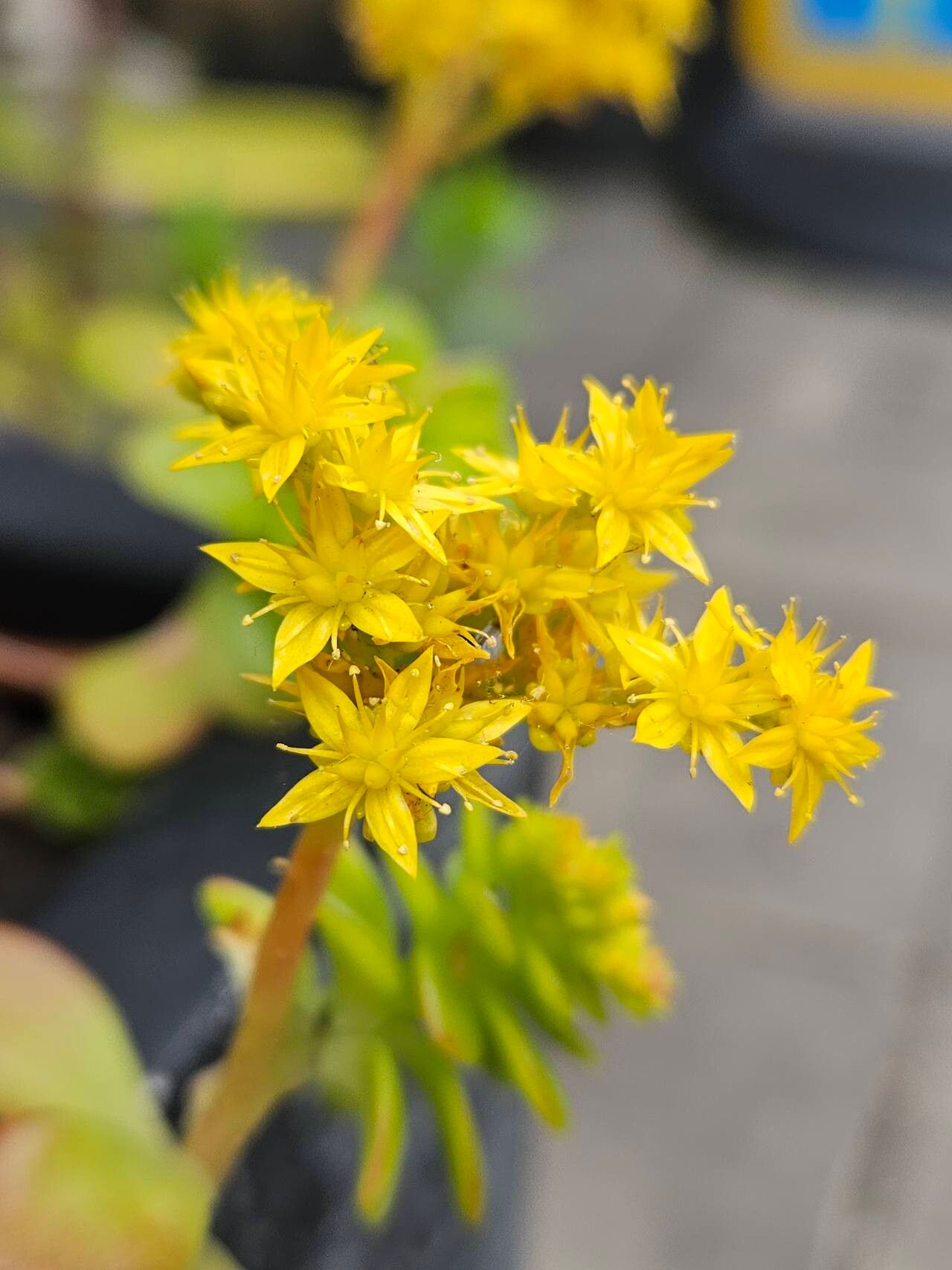 Sedum kimnachii flower