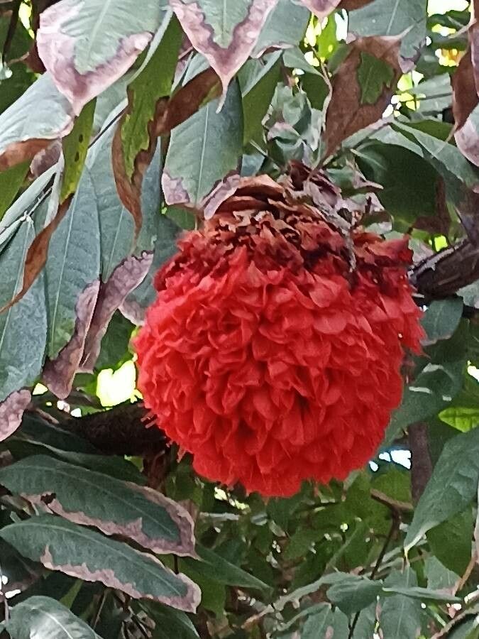 Brownea ariza flower