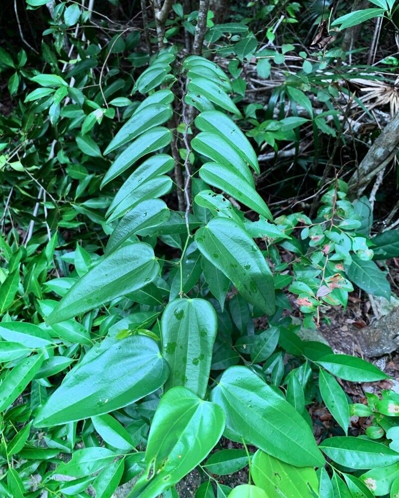 Smilax glyciphylla leaf