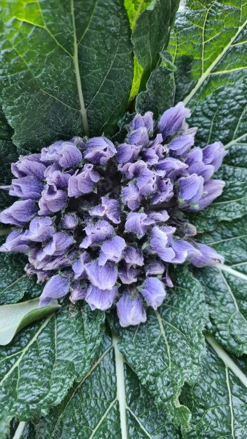 Mandragora officinarum flower