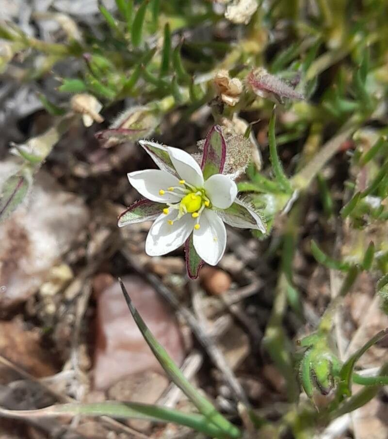 Spergularia ramosa flower