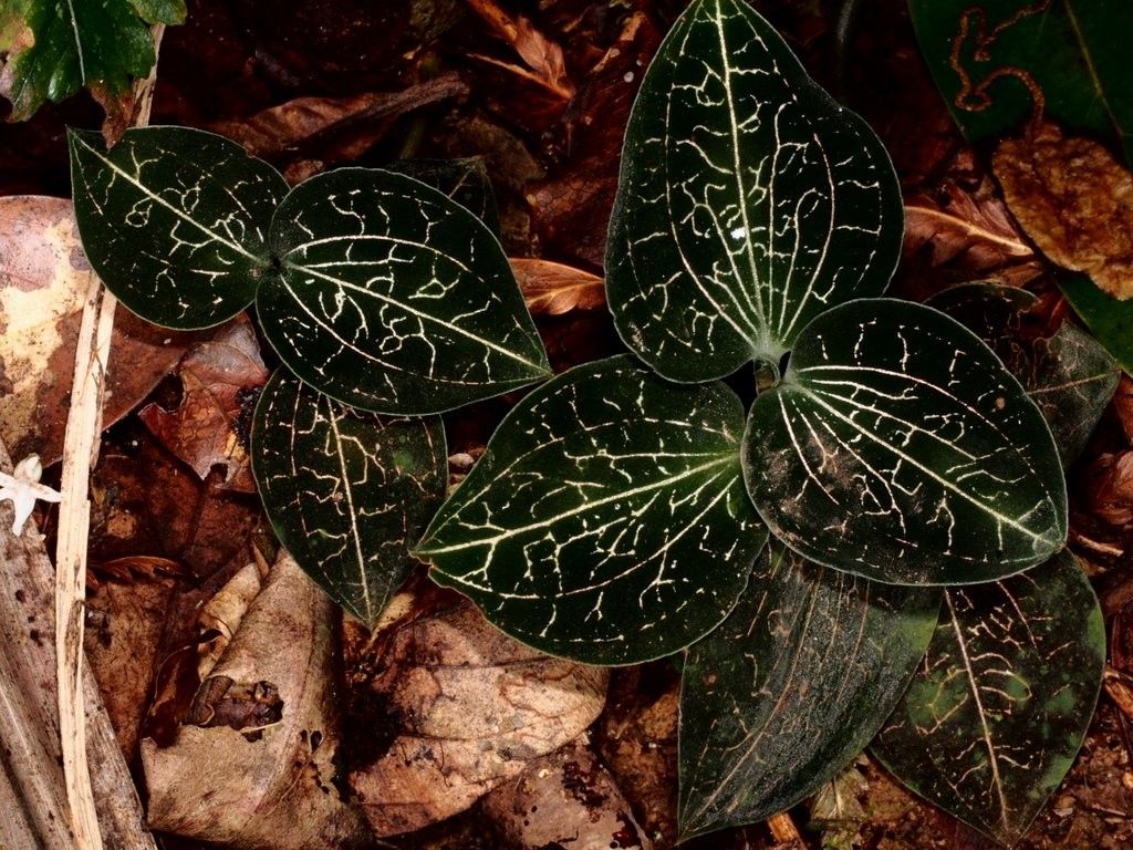 Anoectochilus subregularis habit