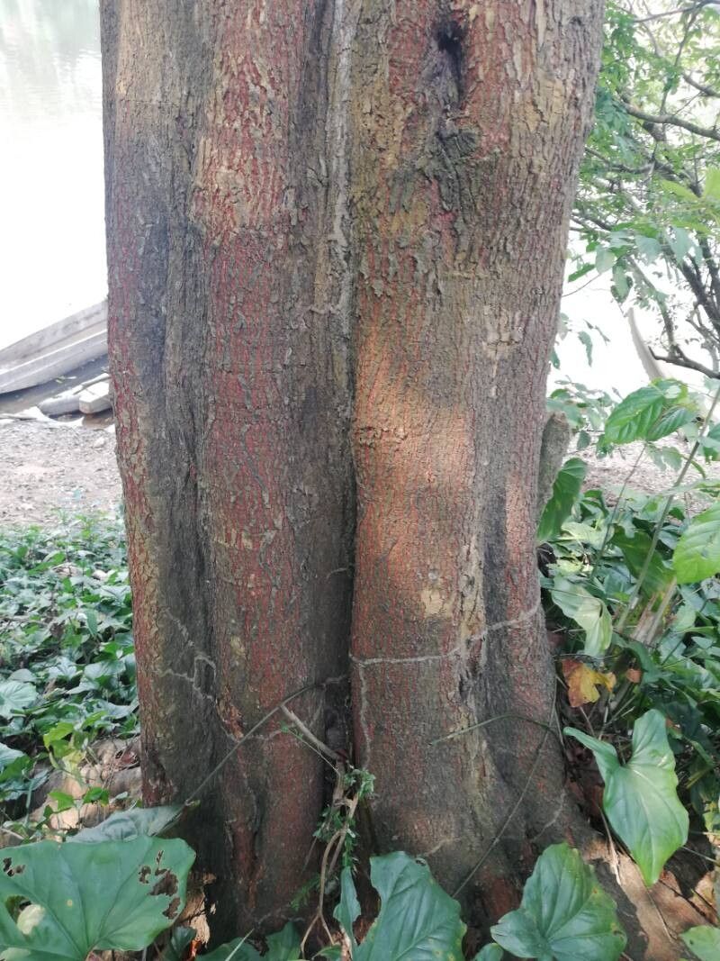 Albizia laurentii bark