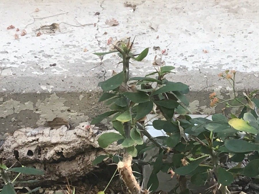 Euphorbia delphinensis leaf