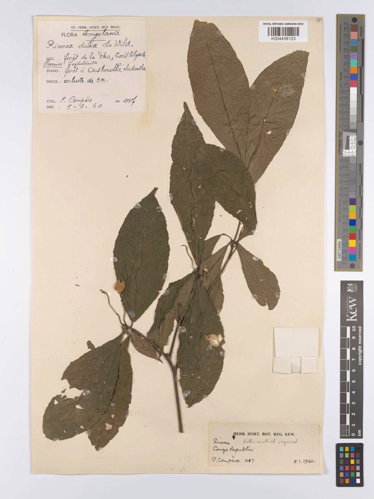 Rinorea dubia — houseplant care guide