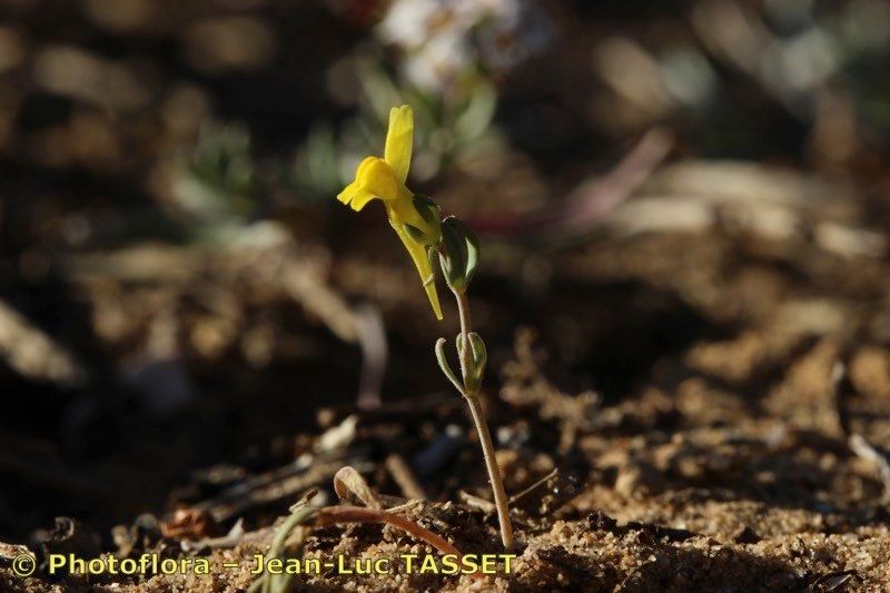 Linaria munbyana habit