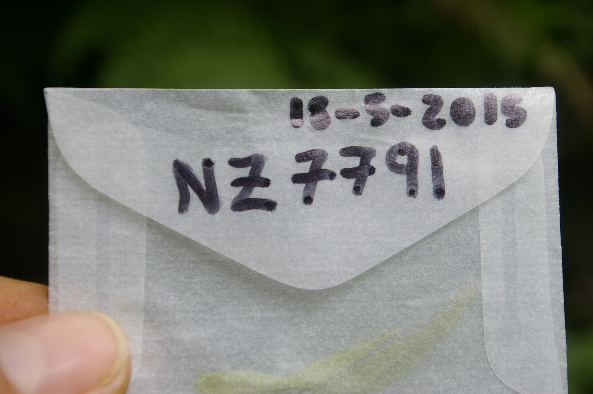 Miconia smaragdina other