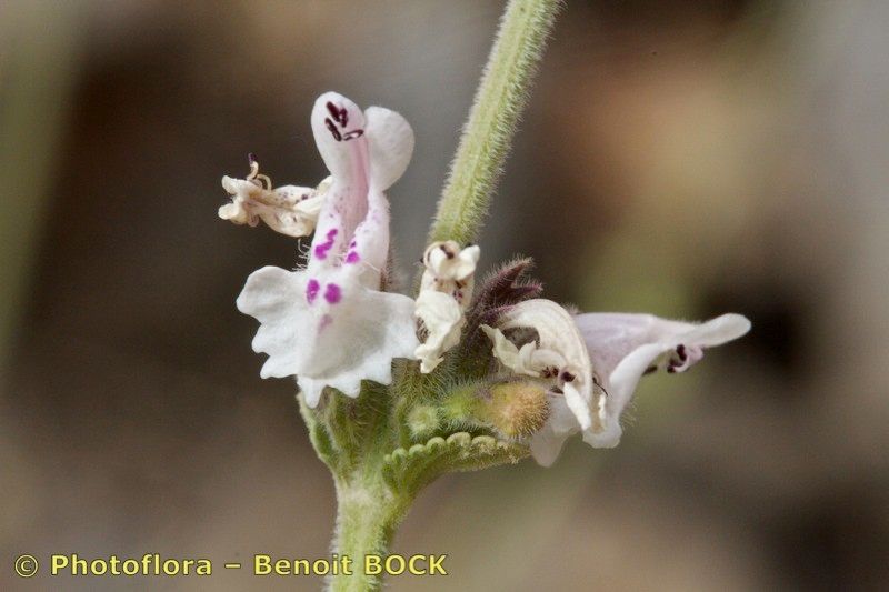 Nepeta barbara — houseplant care guide