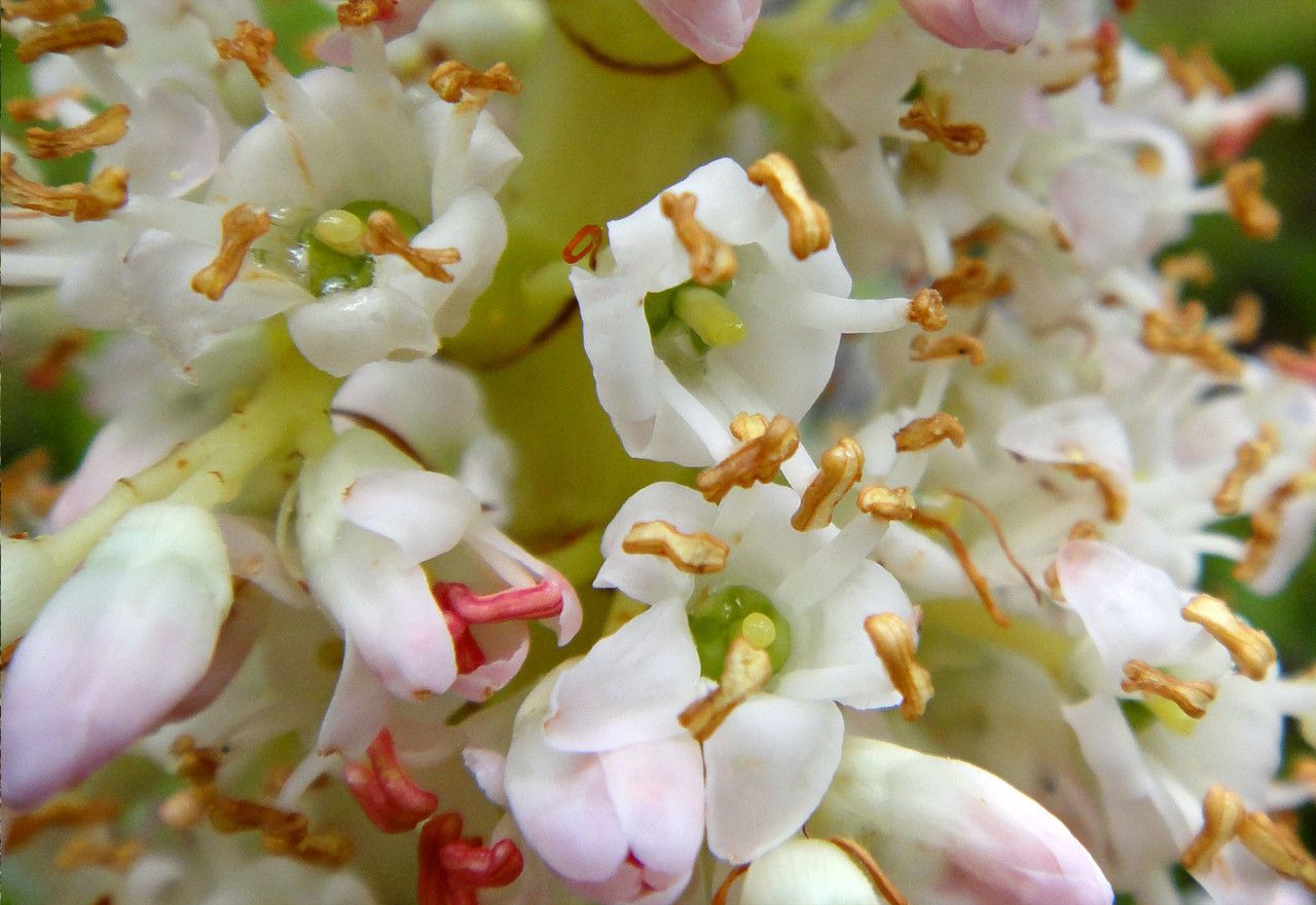 Dracophyllum verticillatum flower
