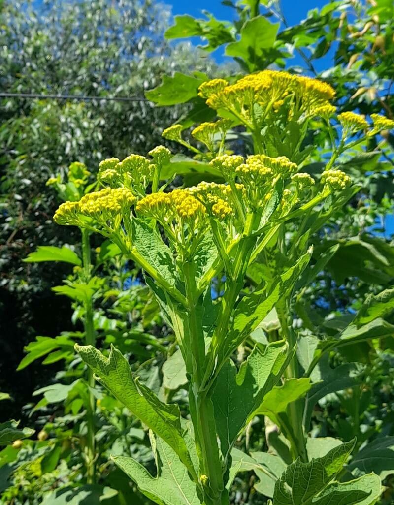 Verbesina suncho flower