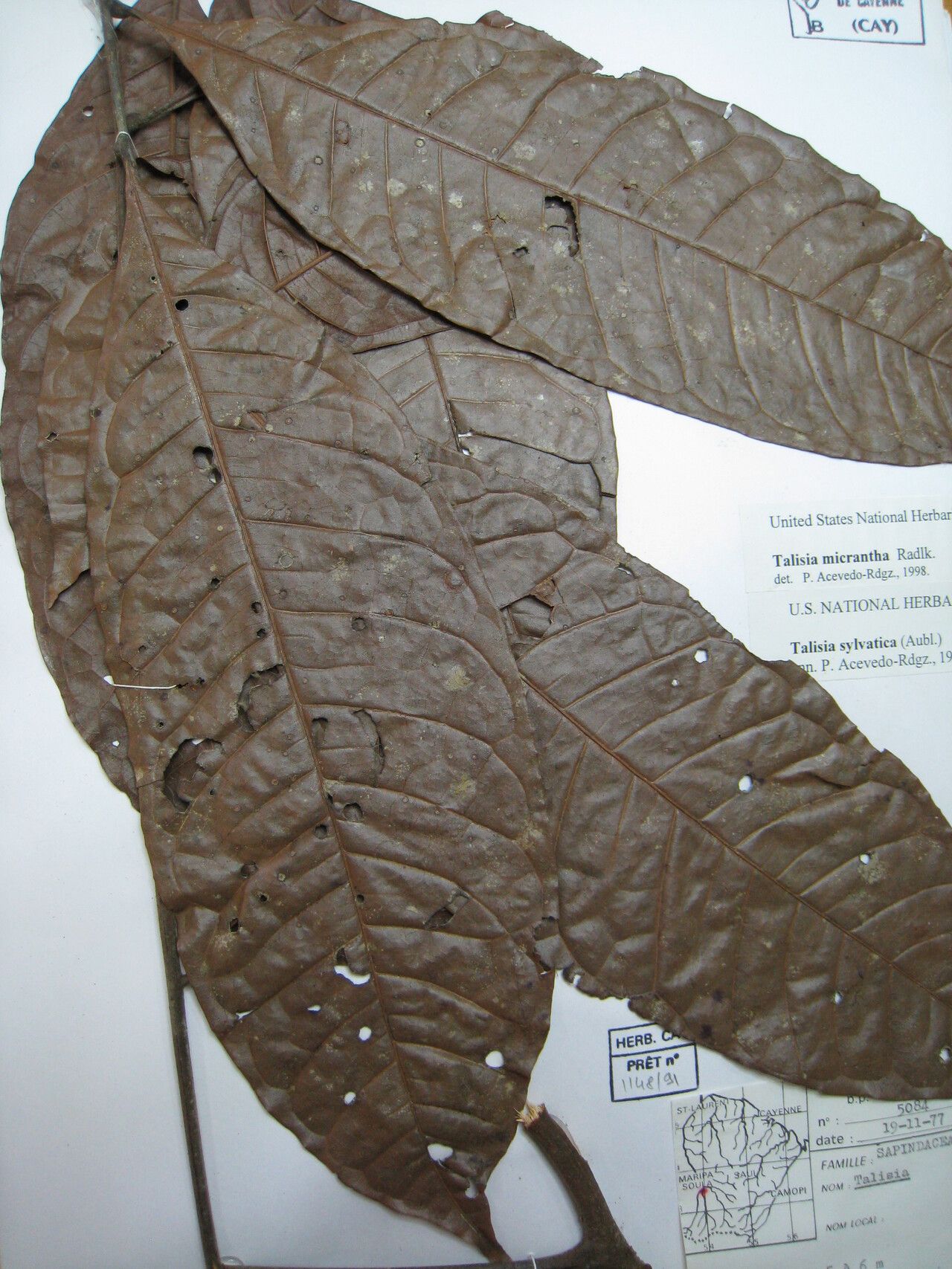 Talisia sylvatica other