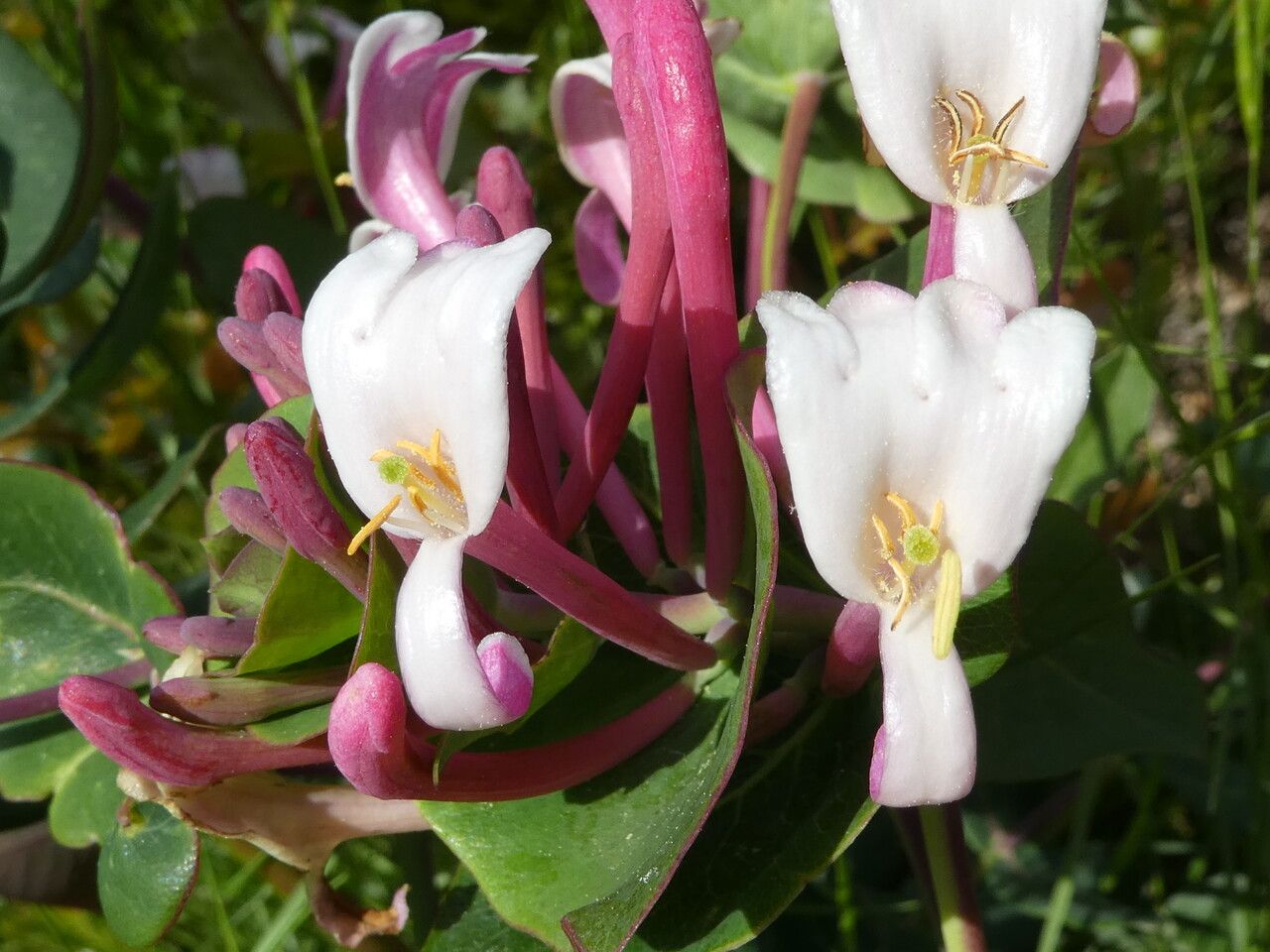 Lonicera implexa flower