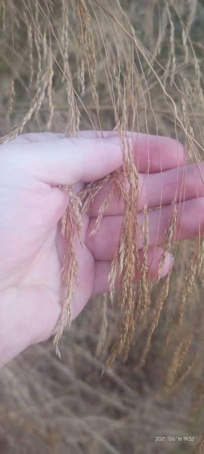 Piptatherum thomasii