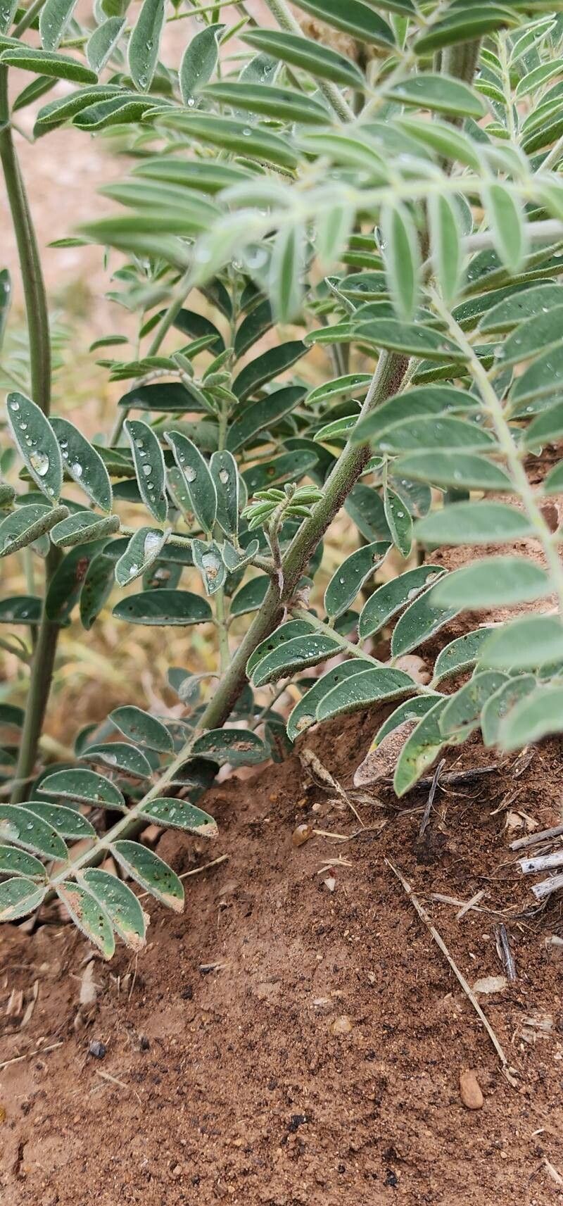 Sophora alopecuroides bark