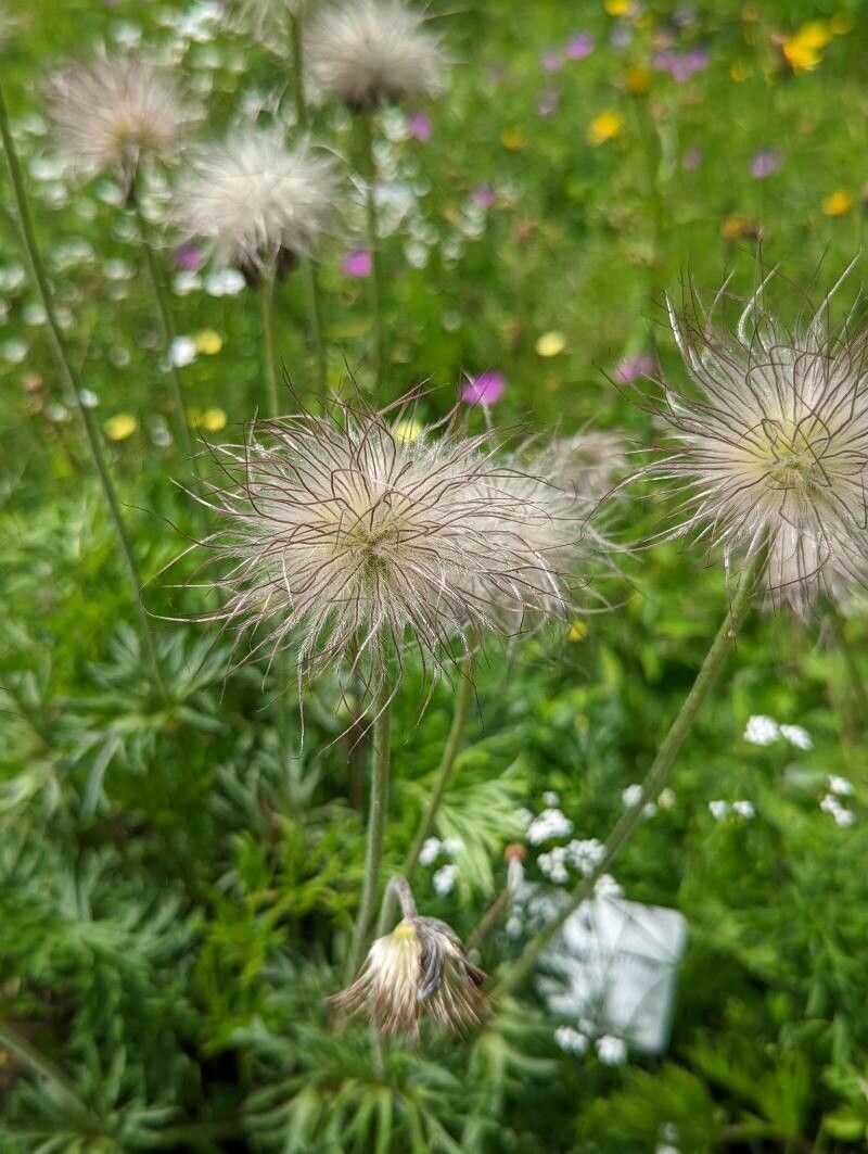 Anemone pratensis fruit