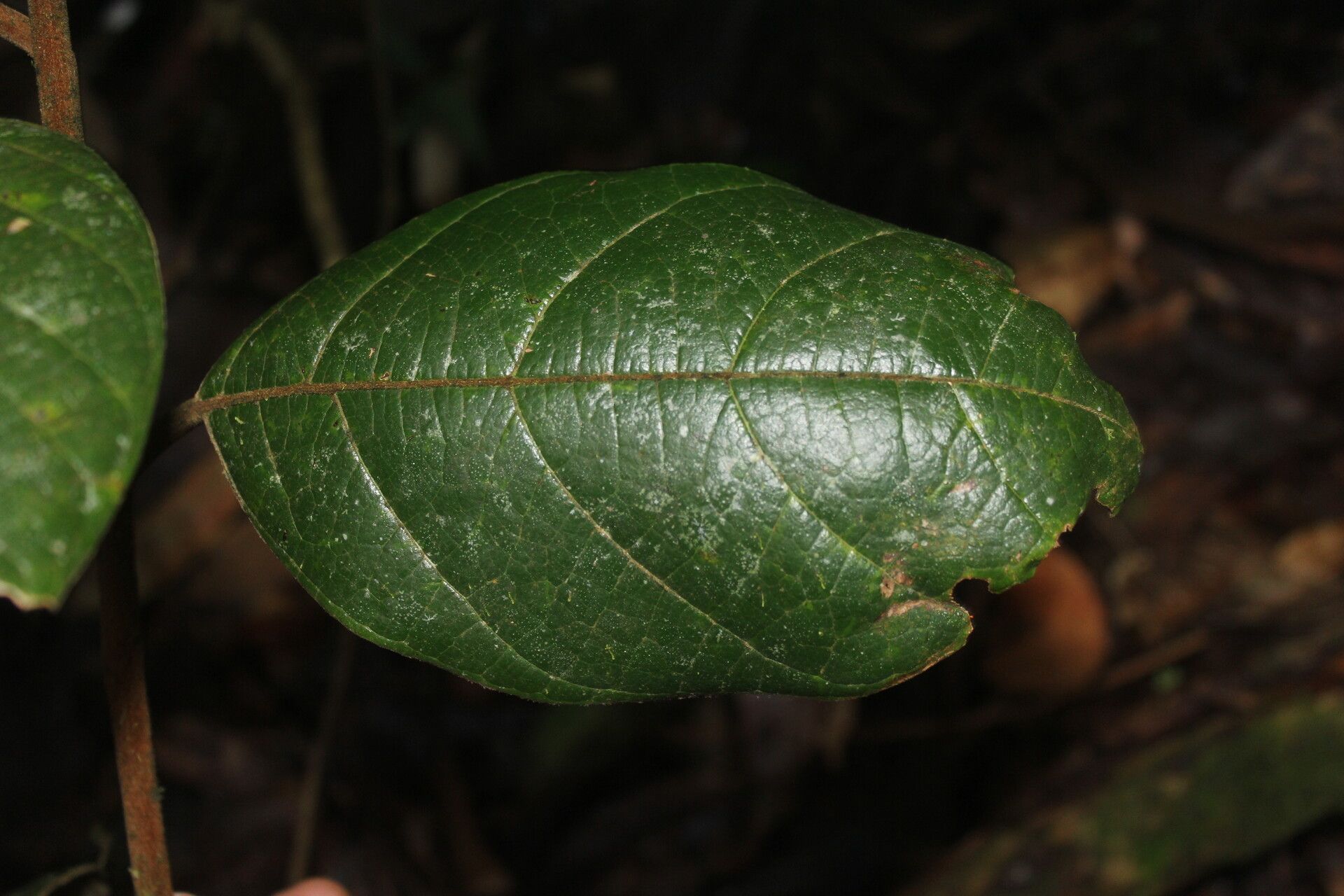 Ocotea gomezii leaf