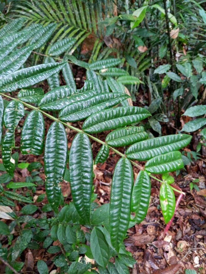 Myrcia fenestrata leaf