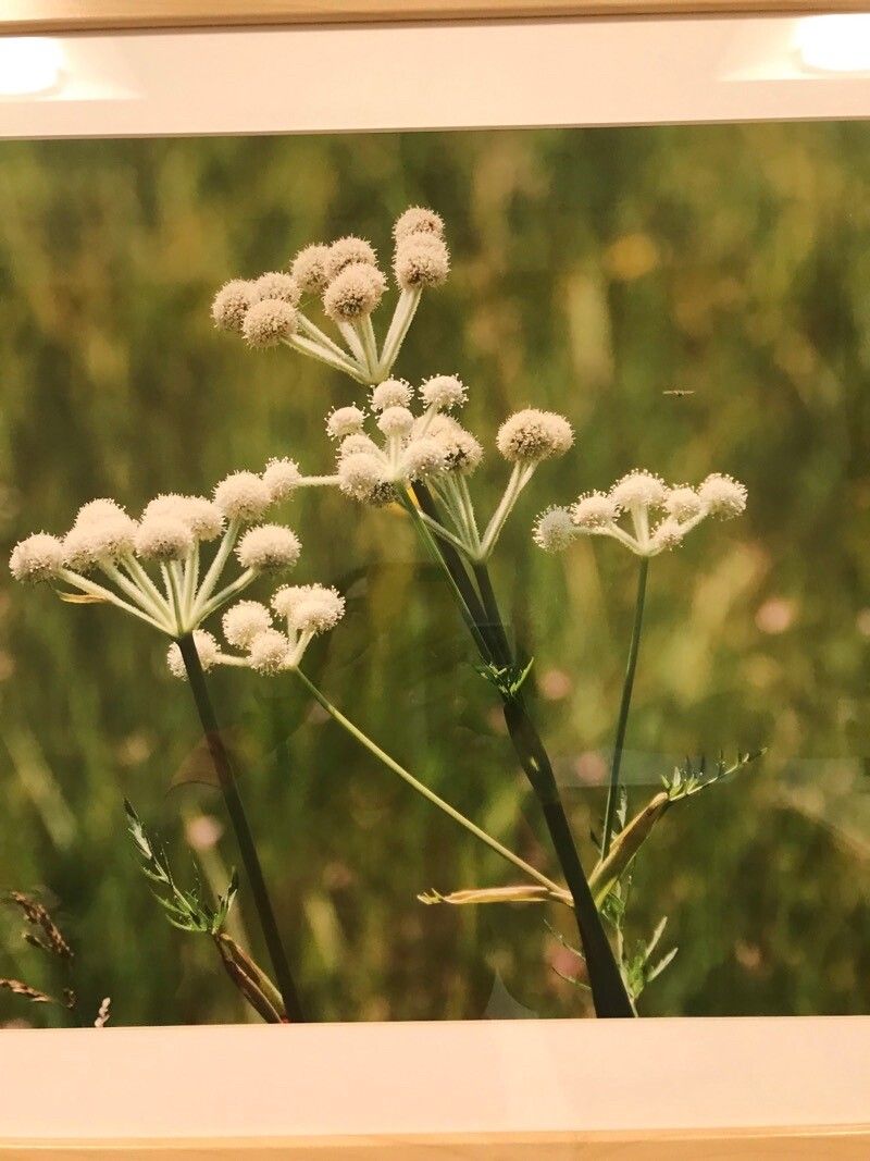 Angelica capitellata flower