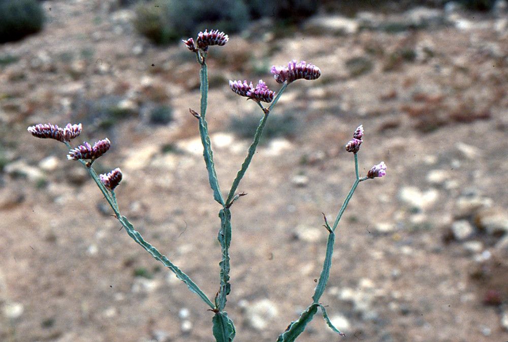 Limonium mucronatum flower