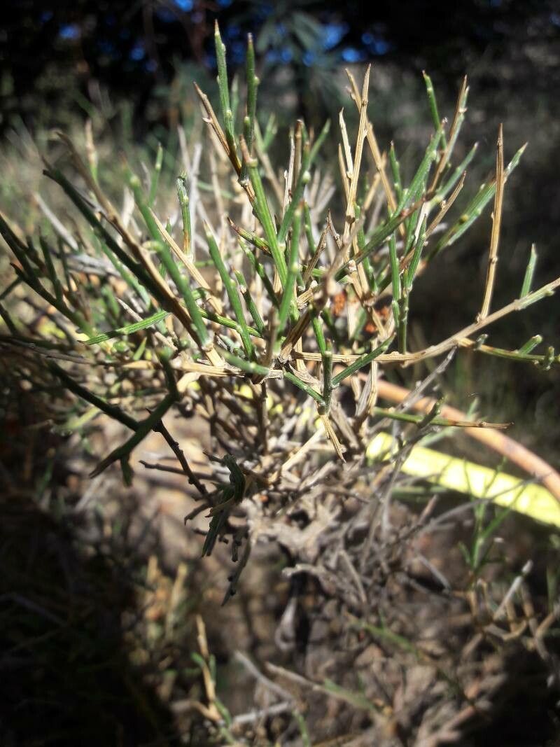Genista versicolor — search result for 'Genista'